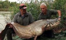 捕獲巨型鲇魚，腹內(nèi)發(fā)現(xiàn)遺體