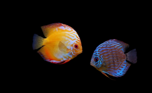 什么原因會(huì)導(dǎo)致七彩神仙魚(yú)倒立？遇到倒立怎么辦