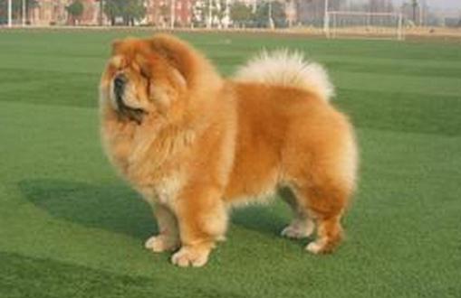 挑選標(biāo)準(zhǔn)松獅犬前必看技巧