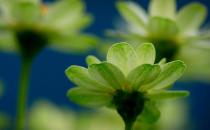 植物會有七情六欲嗎？