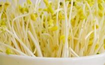 黃豆芽和綠豆芽哪個營養(yǎng)價值更高？