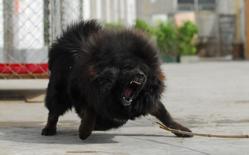 如何教會(huì)藏獒幼犬上下樓梯