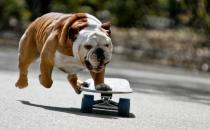 斗牛犬牙齒應(yīng)該如何護理？
