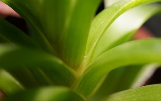 如何解暑？蘆薈西瓜冰沙幫你解暑