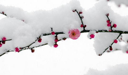 已經(jīng)立冬了，祝你冬天快樂