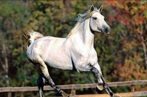 最純正的汗血寶馬，價值上千萬美元