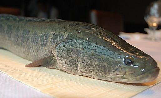 蒙眼延長(zhǎng)魚壽命 活魚保鮮法