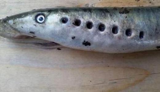 僵尸魚(yú)現(xiàn)英國(guó)河道，學(xué)名七鰓鰻