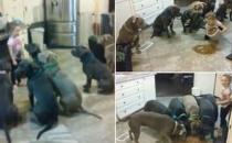 國外4歲女童徒手喂食6只巨型斗牛犬，面無懼色