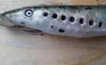 僵尸魚現(xiàn)英國河道，學(xué)名七鰓鰻
