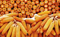 吃玉米也可以減肥 玉米減肥食譜有哪些？