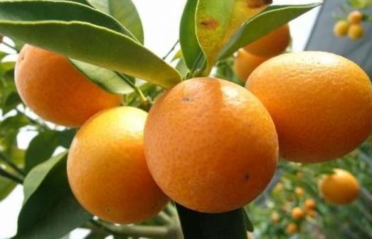 吃什么會(huì)導(dǎo)致口臭？去口臭的12種食物