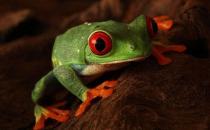 世界10大最致命生物，你認識嗎？