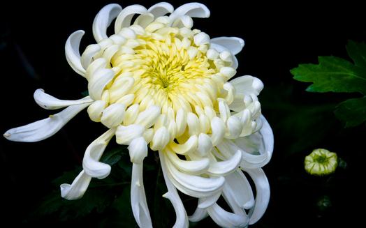 菊花怎么養(yǎng)？菊花的養(yǎng)護方法