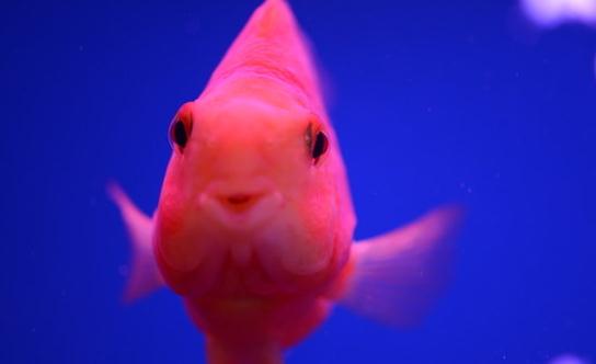 鸚鵡魚怎么養(yǎng)？鸚鵡魚常見病有哪些？