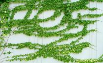 爬山虎怎么養(yǎng)？爬山虎對家居環(huán)境的作用