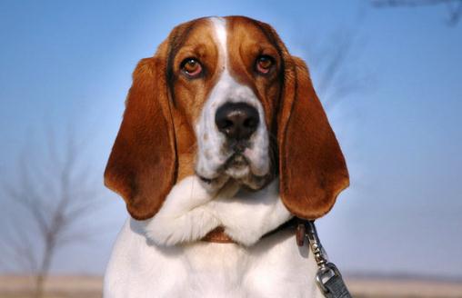 巴吉度犬如何喂養(yǎng)？巴吉度犬是什么？
