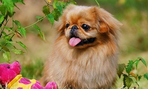 北京犬怎么喂養(yǎng)？京巴犬多少錢一只？