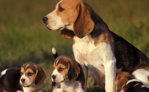 比格犬多少錢一只？比格犬如何喂養(yǎng)？