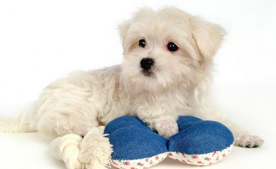 比熊犬多少錢一只？比熊犬如何喂養(yǎng)？