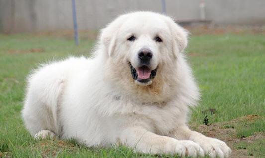 大白熊犬如何喂養(yǎng)？大白熊犬怎樣訓練？