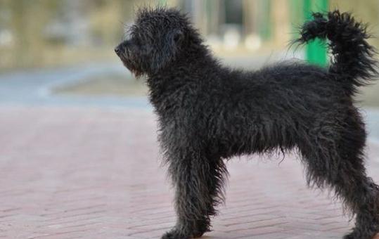 波利犬如何喂養(yǎng)？波利犬多少錢一只？