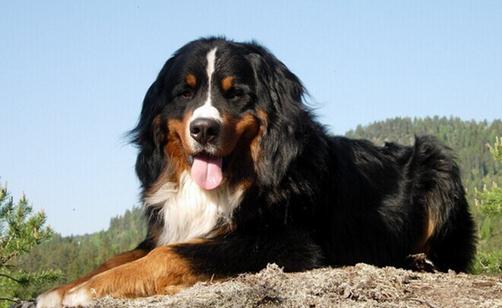 伯恩山犬如何喂養(yǎng)？伯恩山犬怎樣訓(xùn)練？