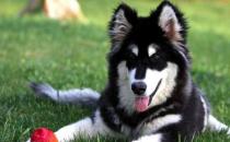 阿拉斯加犬多少錢一只？