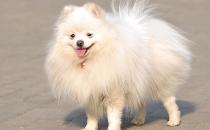 愛(ài)斯基摩犬多少錢(qián)一條？