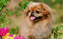 北京犬怎么喂養(yǎng)？京巴犬多少錢一只？