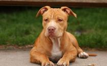 比特犬多少錢一只？比特犬是什么狗？