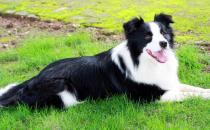 邊境牧羊犬怎樣訓練？邊境牧羊犬多少錢？
