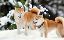 柴犬多少錢一只？柴犬如何喂養(yǎng)？
