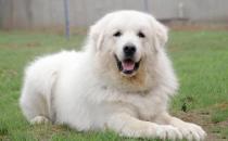 大白熊犬如何喂養(yǎng)？大白熊犬怎樣訓(xùn)練？