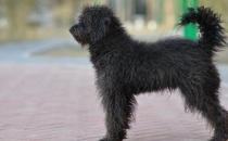 波利犬如何喂養(yǎng)？波利犬多少錢一只？