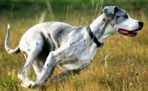 大丹犬多少錢一只？大丹犬怎么喂養(yǎng)？