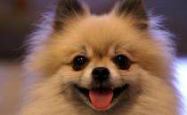 博美狗狗多少錢一條？博美犬怎么訓(xùn)練？