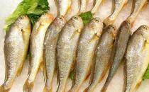 冬季吃哪種魚好？盤點最適合冬季進補的9種魚
