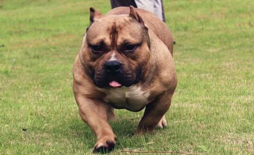 惡霸犬是怎樣的？惡霸犬怎樣喂養(yǎng)？