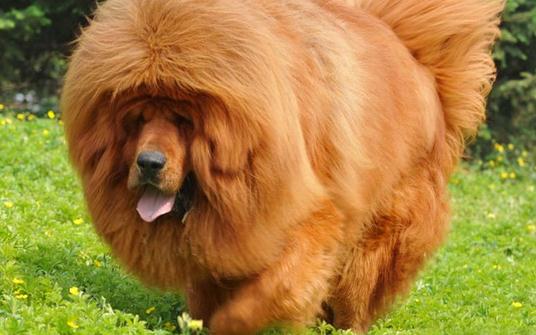 高加索犬是什么品種？高加索犬怎么養(yǎng)？