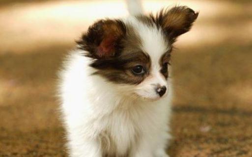 蝴蝶犬多少錢能買到？蝴蝶犬怎么訓(xùn)練？