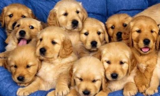 金毛多少錢一條？金毛犬如何喂養(yǎng)？
