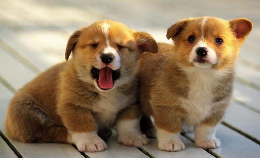 柯基犬如何喂養(yǎng)？柯基犬怎樣訓(xùn)練？