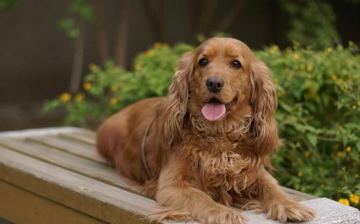可卡犬多少錢一條？可卡犬怎么訓練？