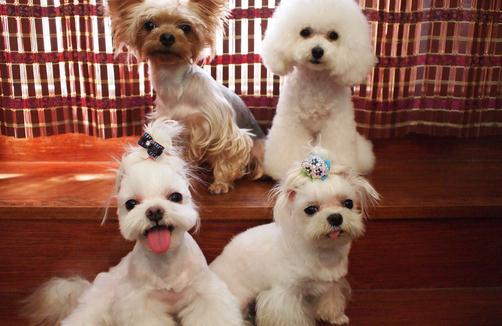 馬爾濟(jì)斯犬如何喂養(yǎng)？馬爾濟(jì)斯犬怎樣訓(xùn)練？