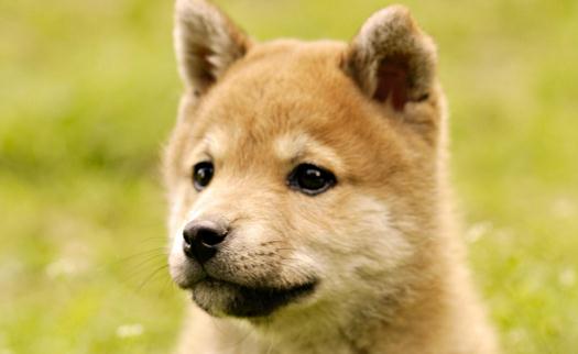秋田犬是什么品種？秋田犬怎么養(yǎng)？