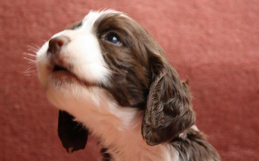 史賓格犬如何喂養(yǎng)？史賓格犬的簡介
