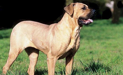 土佐犬是什么狗？土佐犬怎么養(yǎng)？