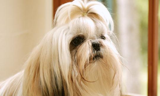 西施犬如何喂養(yǎng)？西施犬多少錢(qián)？