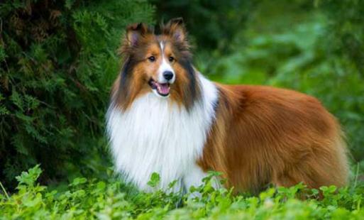 喜樂(lè)蒂牧羊犬怎樣訓(xùn)練？喜樂(lè)蒂牧羊犬的簡(jiǎn)介